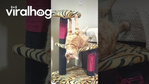 Simba's Unique Meditation Style || ViralHog