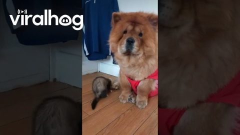 Gillian the Ferret and Moana the Chow || ViralHog