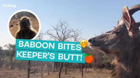 Bold Baboon Bites Keeper's Butt! || ViralHog