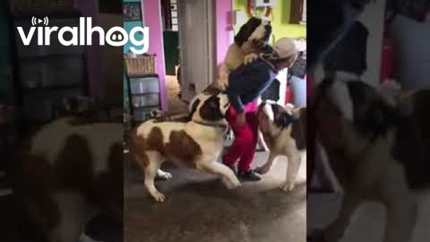 Saint Bernards Overwhelm Mom With Love || ViralHog