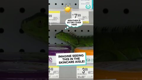 Shoppers Get A Big Surprise With Iguana On Shelf || ViralHog