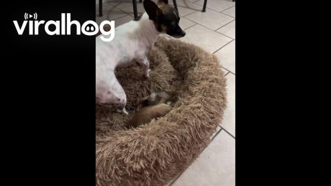Pup Plays With Prairie Dogs || ViralHog