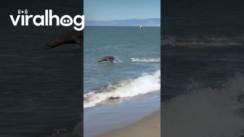 Land Puppy Meets Sea Puppy || ViralHog