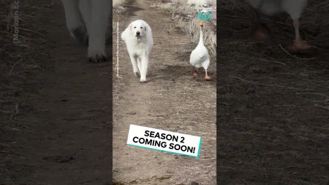 Goose And Dog Patrol Together || ViralHog