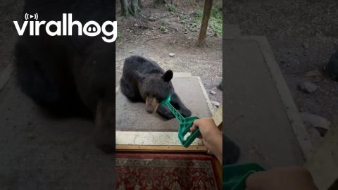 Giving A Black Bear Head Scratches || ViralHog