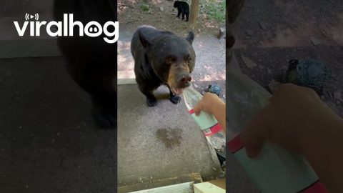 Giving a Bear a Drink of Water || ViralHog