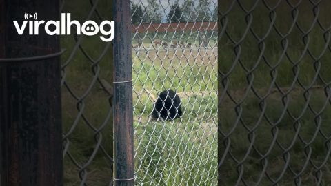 Bear Practices Ninja Skills || ViralHog