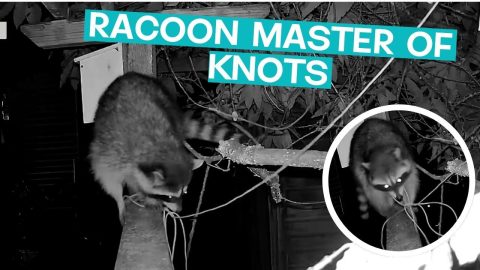 Racoon Unties and Reties Knot Out Of Its Way || ViralHog