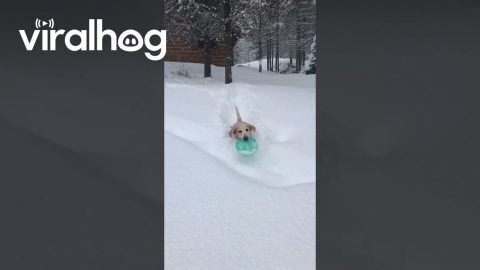 Dog Trudges Through Deep Snow to Play Frisbee || ViralHog