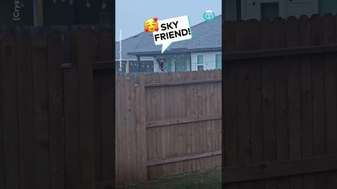Neighbor's Dog Just Wants to Make Friends || ViralHog
