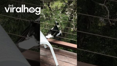 Magpie Trying to Steal My Christmas Lights || ViralHog