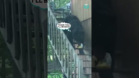Bear Helps Himself || ViralHog