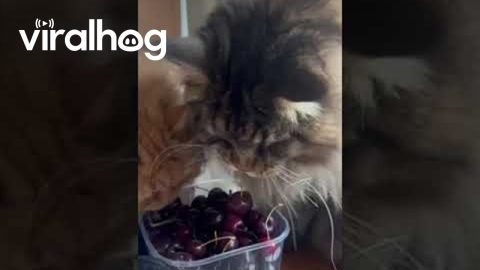 Maine Coon Cat Plays With Cherries || ViralHog