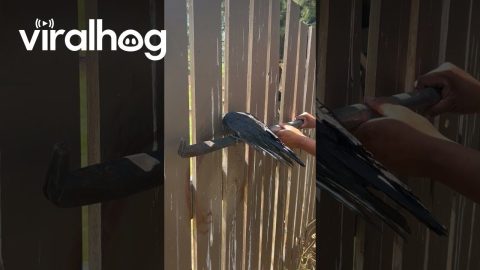 Crowbar Used To Free Crow From Fence || ViralHog