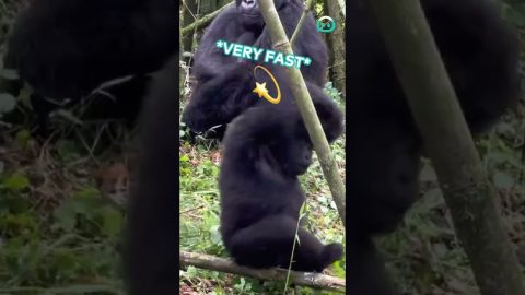 Baby Gorilla Makes Himself Dizzy || ViralHog