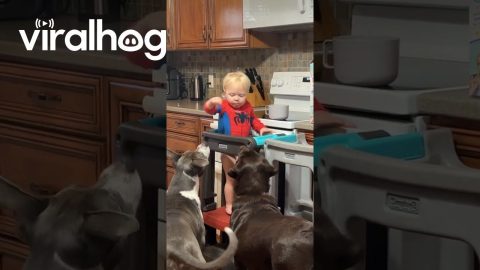 Toddler Shares His Cereal || ViralHog