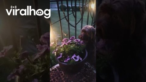 Hummingbird Hawk Moth Visits Havanese || ViralHog