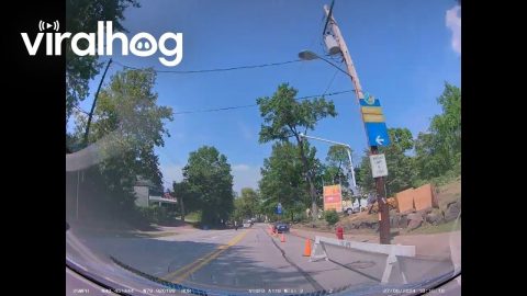 Tree Trimmer Drops Telephone Pole on Car || ViralHog