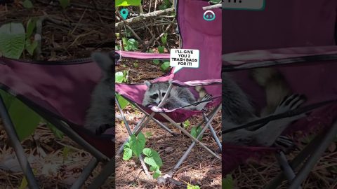 Cheeky Racoon Steals Chair and Taunts Owner || ViralHog