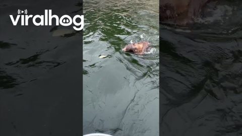 Bear Swims For Boat's Fish || ViralHog