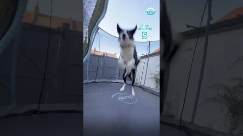 Dog Bounces On Trampoline || ViralHog