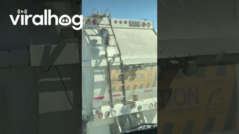 Trash Panda Rides Trash Truck || ViralHog