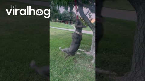 Dog Loves to Spin Dangling From Tree || ViralHog