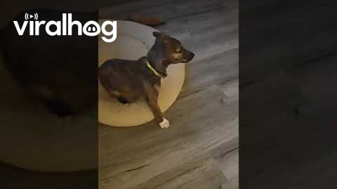 Puppy Zooms Too Hard || ViralHog