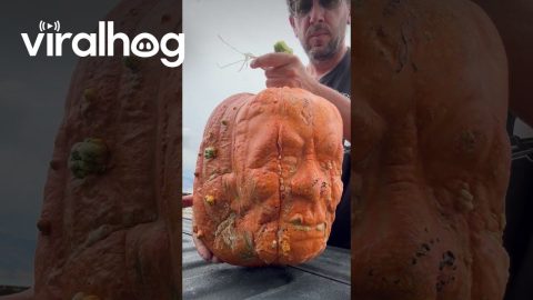 Pumpkin With a Monster Face Mold || ViralHog