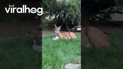 Deer and Rabbit Best Friends || ViralHog
