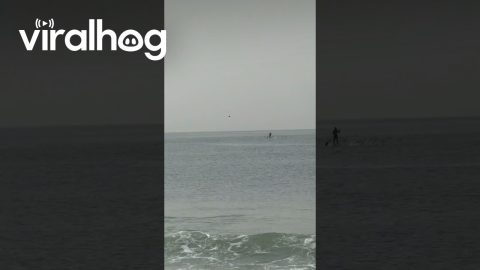 Whale Breaches Right Next to Paddleboarder || ViralHog