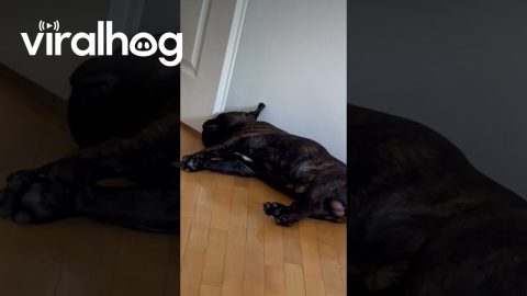 French Bulldog Snores Sound Like Air Defense || ViralHog
