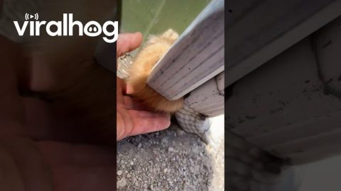 It's Raining Kittens || ViralHog