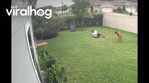 Blindfolded Dog Brings Down Owner || ViralHog