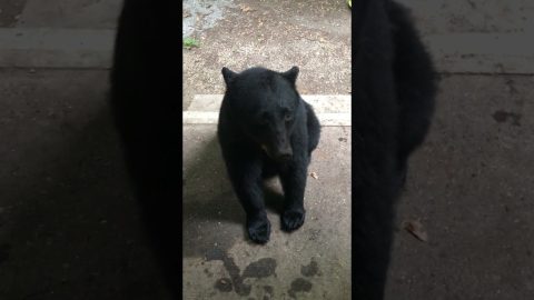 Black Bear Sits on Command || ViralHog