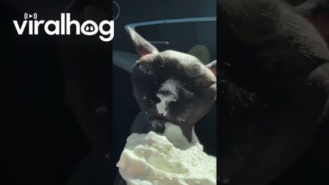 Sphynx Cat Tries a Pup Cup || ViralHog
