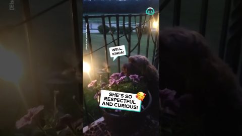 Hummingbird Hawk Moth Visits Dog || ViralHog