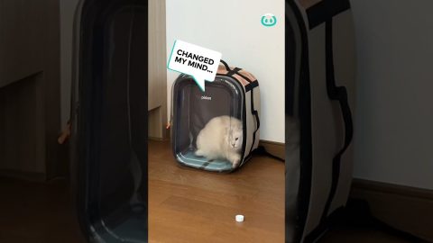 Fickle Cat Plays Owner || ViralHog