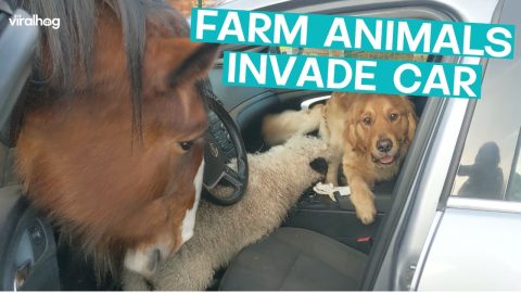 Farm Animals Invade Car || ViralHog
