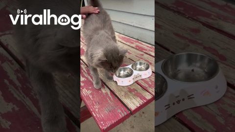 Squeaky The Friendly Barn Cat || ViralHog