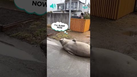 Viral Seal Named Neil Chases Traffic Cones || ViralHog