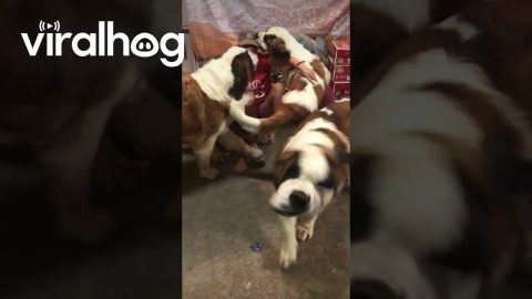 Saint Bernards Love Their Mom || ViralHog