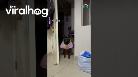 Dog Knocks On Door || ViralHog