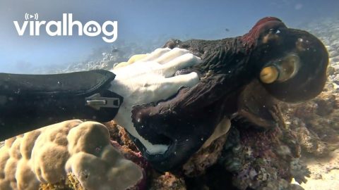 Octopus Grabs Diver's Hand || ViralHog