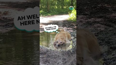 Golden Retriever Relaxes In Muddy Puddle || ViralHog