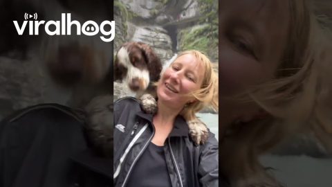 Cuddly Spaniel Is Perfect Selfie Partner || ViralHog