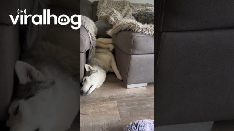 Husky Is a Perfect Fit || ViralHog