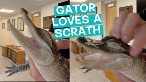 Baby Gator Loves Head Scratches || ViralHog