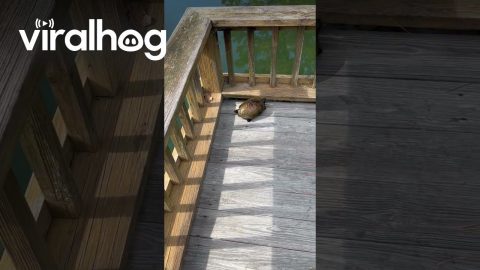 Turtle Tries to Find Way Off Fishing Dock || ViralHog