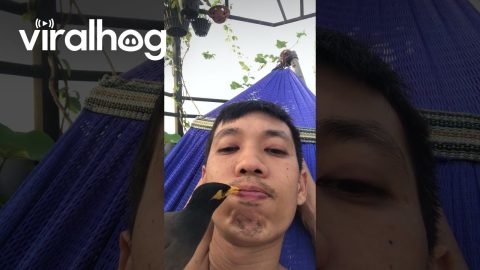 Bird Checks on Owner's Mouth || ViralHog